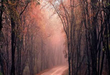 手到擒来代表是什么生肖,深入解读精准解析